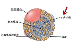 &#108;&#101;&#121;&#117;&#20048;&#40060;